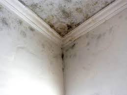 Mold Documentation for Insurance Claims in Johnson Creek, WI