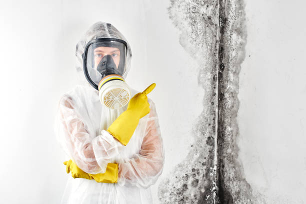 Best Basement Mold Removal  in Johnson Creek, WI