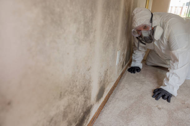 Why You Should Choose Our Mold Remediation Services in Johnson Creek, WI