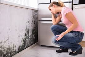 Reliable Johnson Creek, WI Mold Removal Services Solutions